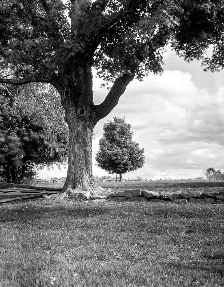 Aubree Chisam | Life Where History Grows | $450