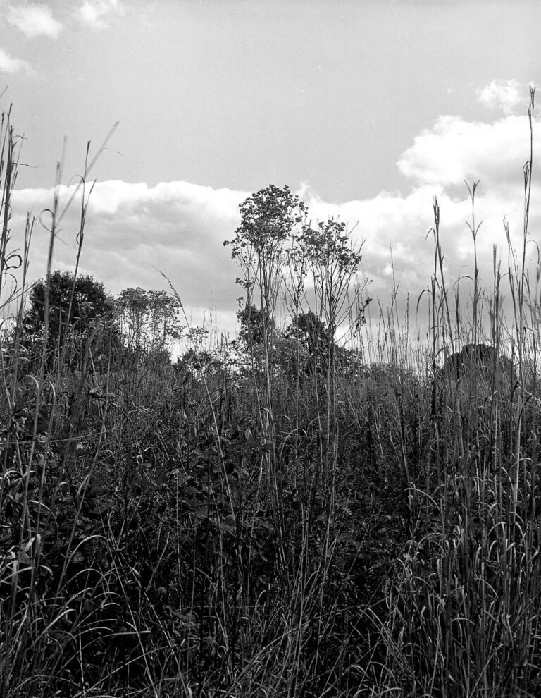 Aubree Chisam | Standing Tall | $450