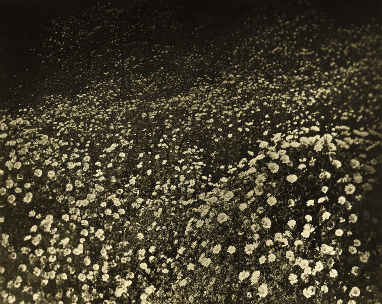 Marcus DeSieno | Unknown Migrant - Male, Cause of Death - Blunt Force Trauma/Struck by Automobile, Their Body Was Found on the Day of Death, California | NFS