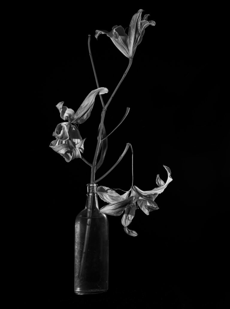 Bob Greenberg | Dangling Lilies | $650