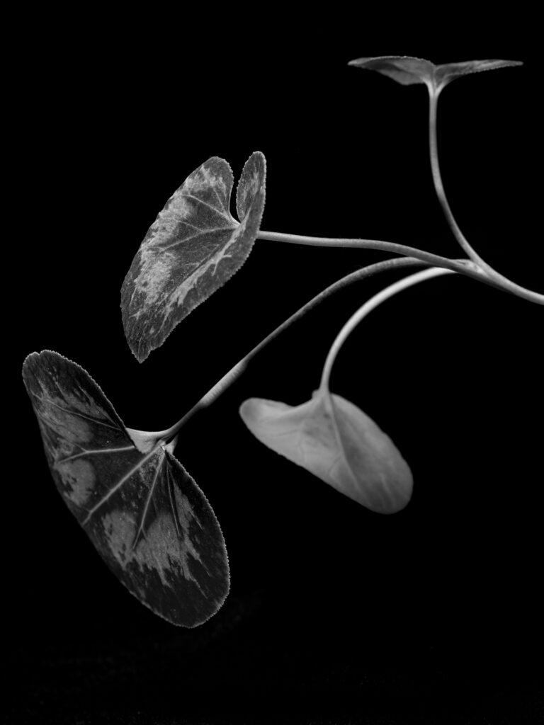 Bob Greenberg | Four Leaves | $650