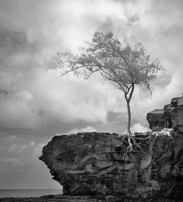 Dennis Segers | North Shore| $550