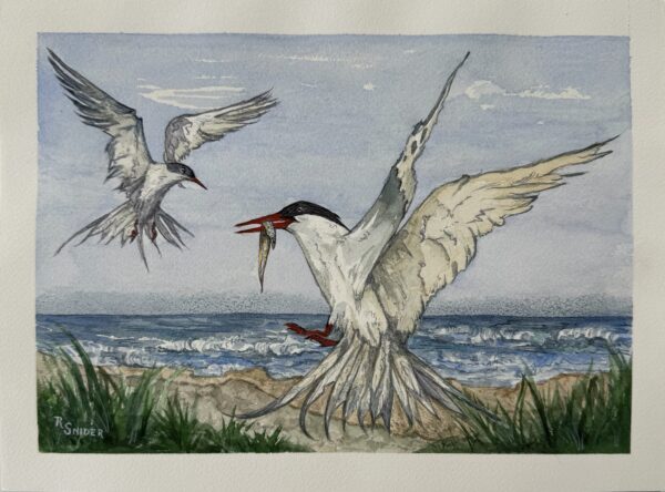 #36 - Roseate Terns by Ruth Snider