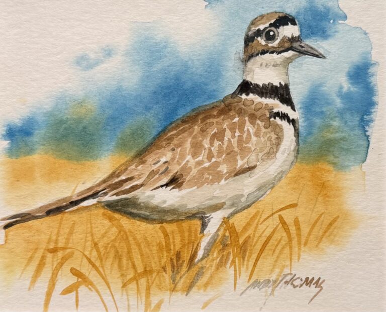 Killdeer | 2022 | watercolor | $995