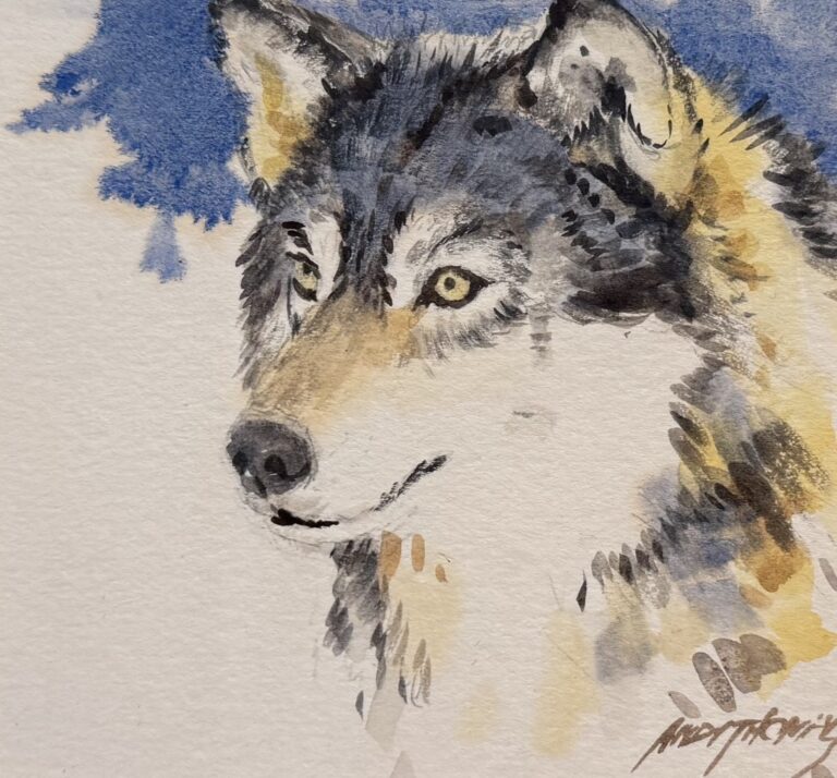 Gray Wolf | 2022 | watercolor | $995